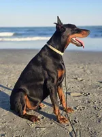 Future litter due in November and ready to go home in January , a  Doberman Pinscher for sale in Conway, SC – 4 of 5