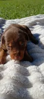 Scarlett , a female Doberman Pinscher for sale in Conway, SC – 2 of 7