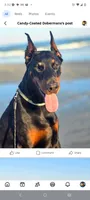 Future litter due in November and ready to go home in January , a  Doberman Pinscher for sale in Conway, SC – 2 of 5