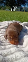 Scarlett , a female Doberman Pinscher for sale in Conway, SC – 3 of 7