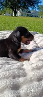 Raven , a female Doberman Pinscher for sale in Conway, SC – 4 of 8