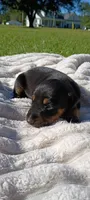 Raven , a female Doberman Pinscher for sale in Conway, SC – 3 of 8