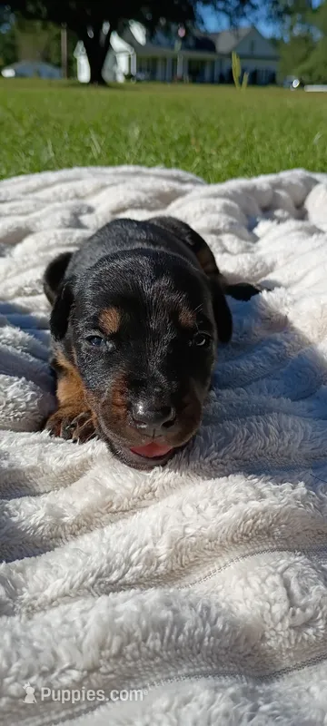 Raven  – Doberman Pinscher puppy for sale in Conway, SC