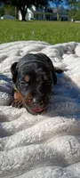 Raven , a female Doberman Pinscher for sale in Conway, SC – 1 of 8