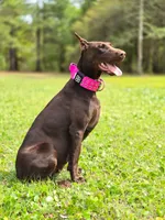Rusty , a male Doberman Pinscher for sale in Conway, SC – 7 of 10