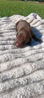 Rusty , a male Doberman Pinscher for sale in Conway, SC – 4 of 10