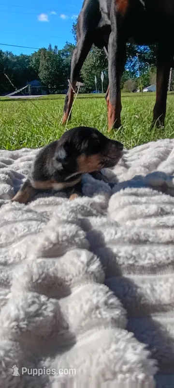 Hamilton  – Doberman Pinscher puppy for sale in Conway, SC
