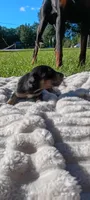Hamilton , a male Doberman Pinscher for sale in Conway, SC – 1 of 6