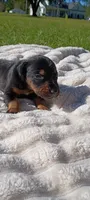 Raven , a female Doberman Pinscher for sale in Conway, SC – 5 of 8