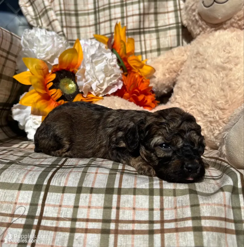 Brownie – Cockapoo puppy for sale in Adair, OK