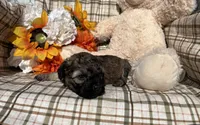 Maple, a female Cockapoo for sale in Adair, OK – 6 of 8