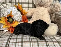 Curly, a male Cockapoo for sale in Adair, OK – 4 of 9
