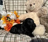Bear, a male Cockapoo for sale in Adair, OK – 8 of 8