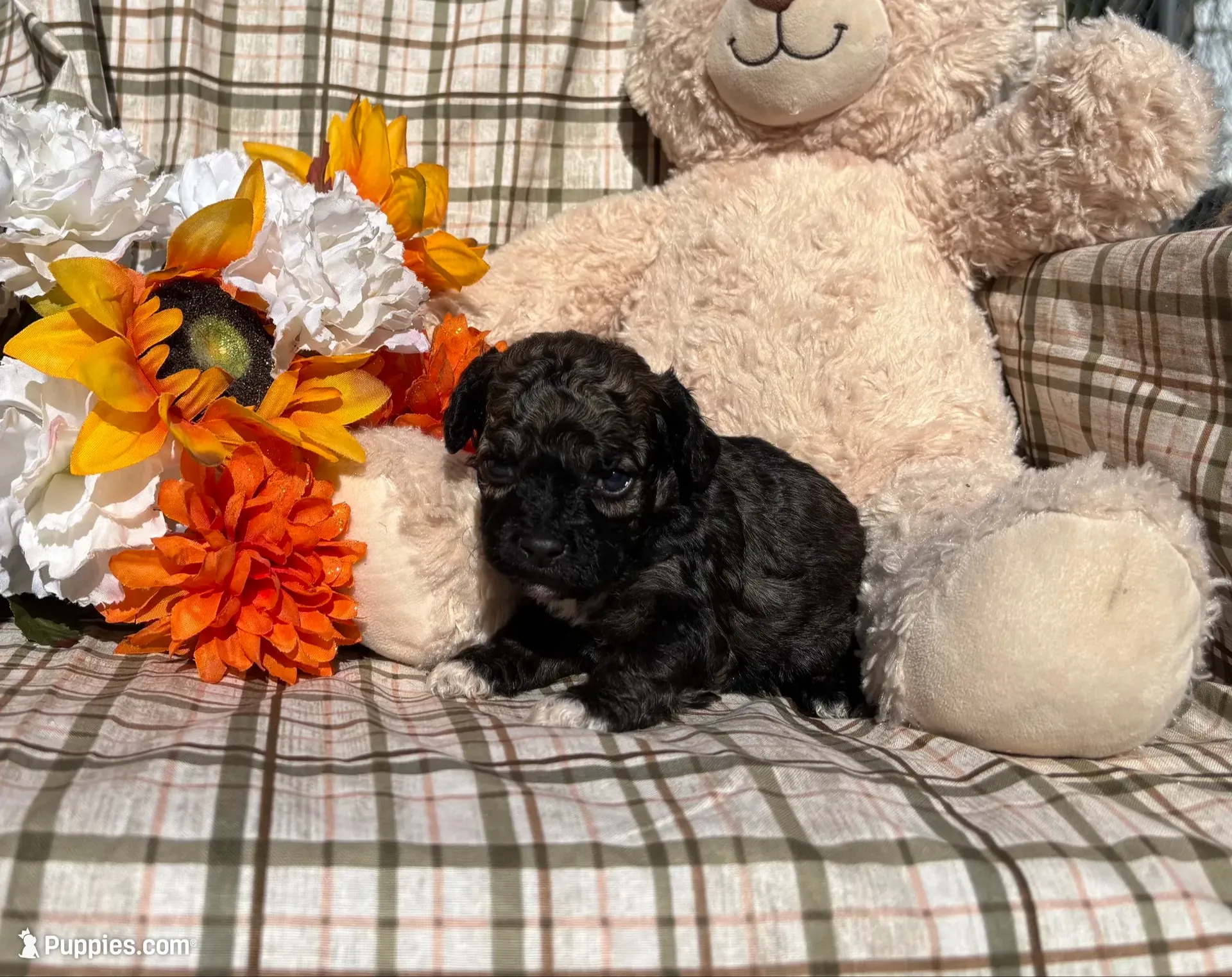 Socks, a male Cockapoo for sale in Adair, OK – 2 of 6