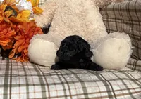 Princess Tiny, a female Cockapoo for sale in Adair, OK – 5 of 6
