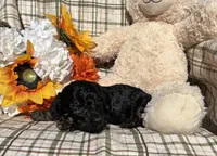 Curly, a male Cockapoo for sale in Adair, OK – 6 of 9