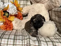 Maple, a female Cockapoo for sale in Adair, OK – 3 of 8