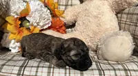 Maple, a female Cockapoo for sale in Adair, OK – 4 of 8