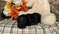Bear, a male Cockapoo for sale in Adair, OK – 4 of 8