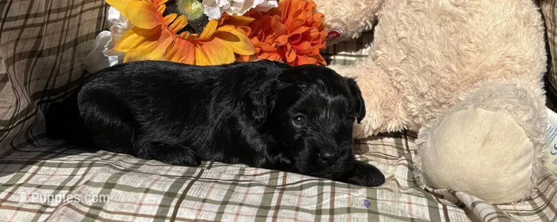 Bear – Cockapoo puppy for sale in Adair, OK