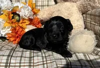 Bear, a male Cockapoo for sale in Adair, OK – 7 of 8