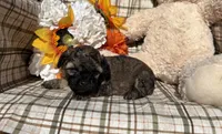 Maple, a female Cockapoo for sale in Adair, OK – 2 of 8
