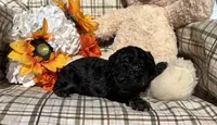 Curly, a male Cockapoo for sale in Adair, OK – 8 of 9