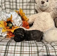 Brownie, a female Cockapoo for sale in Adair, OK – 8 of 8