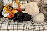 Socks, a male Cockapoo for sale in Adair, OK – 4 of 6