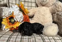 Curly, a male Cockapoo for sale in Adair, OK – 9 of 9