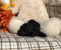 Princess Tiny, a female Cockapoo for sale in Adair, OK – 6 of 6