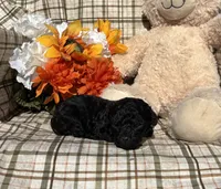 Princess Tiny, a female Cockapoo for sale in Adair, OK – 2 of 6