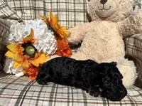 Curly, a male Cockapoo for sale in Adair, OK – 3 of 9