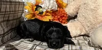 Bear, a male Cockapoo for sale in Adair, OK – 2 of 8