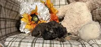 Brownie, a female Cockapoo for sale in Adair, OK – 5 of 8