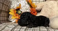 Curly, a male Cockapoo for sale in Adair, OK – 2 of 9