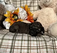 Brownie, a female Cockapoo for sale in Adair, OK – 7 of 8
