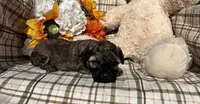 Maple, a female Cockapoo for sale in Adair, OK – 8 of 8