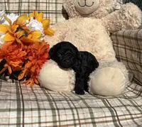 Princess Tiny, a female Cockapoo for sale in Adair, OK – 3 of 6