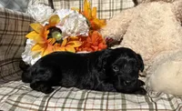 Bear, a male Cockapoo for sale in Adair, OK – 3 of 8