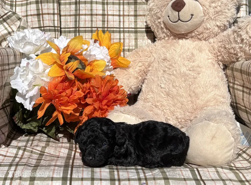 Princess Tiny – Cockapoo puppy for sale in Adair, OK