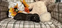 Brownie, a female Cockapoo for sale in Adair, OK – 4 of 8