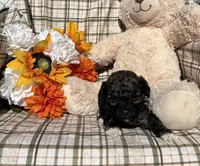 Socks, a male Cockapoo for sale in Adair, OK – 3 of 6