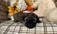 Maple, a female Cockapoo for sale in Adair, OK – 5 of 8