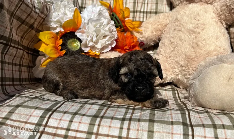 Maple – Cockapoo puppy for sale in Adair, OK