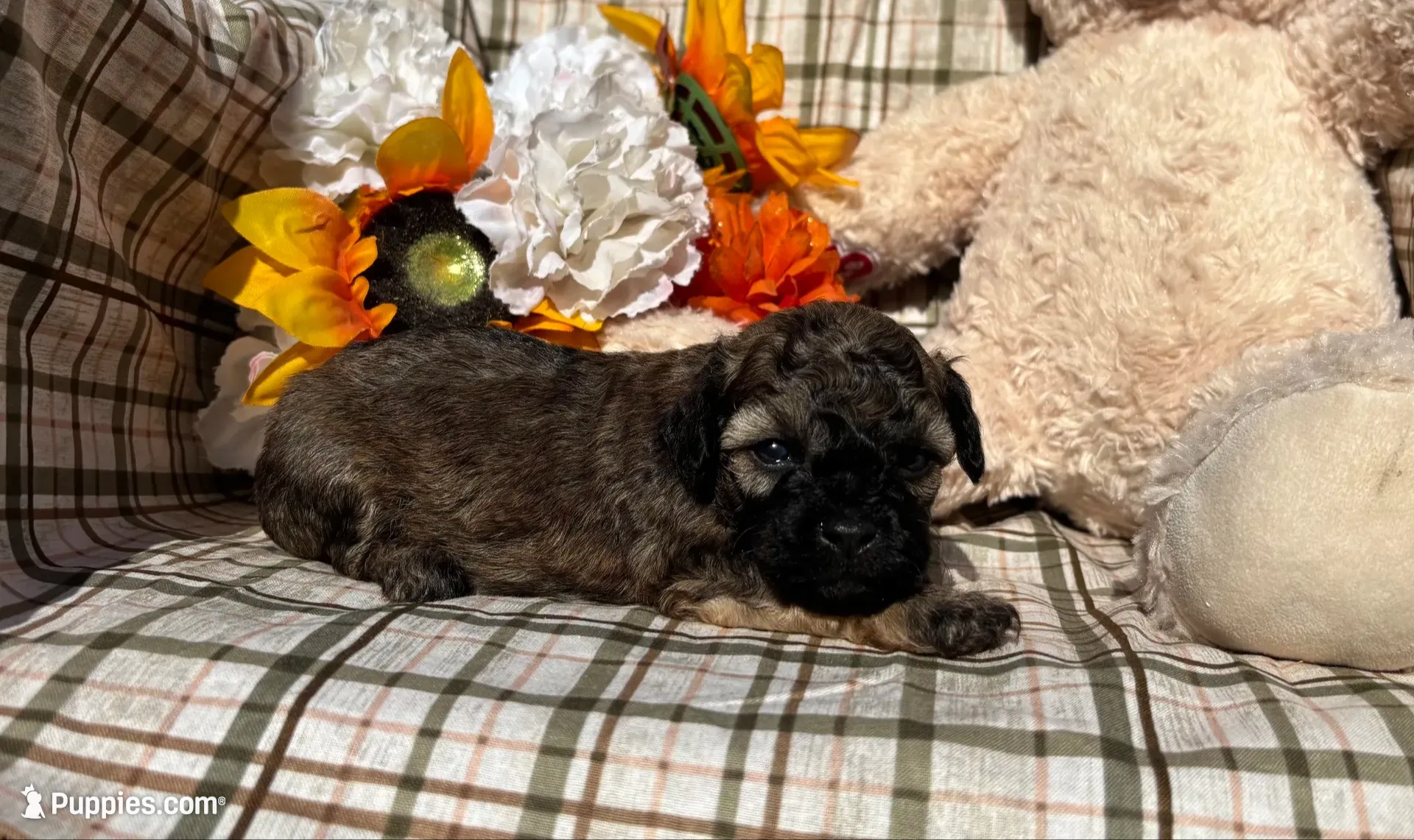 Maple, a female Cockapoo for sale in Adair, OK – 1 of 8
