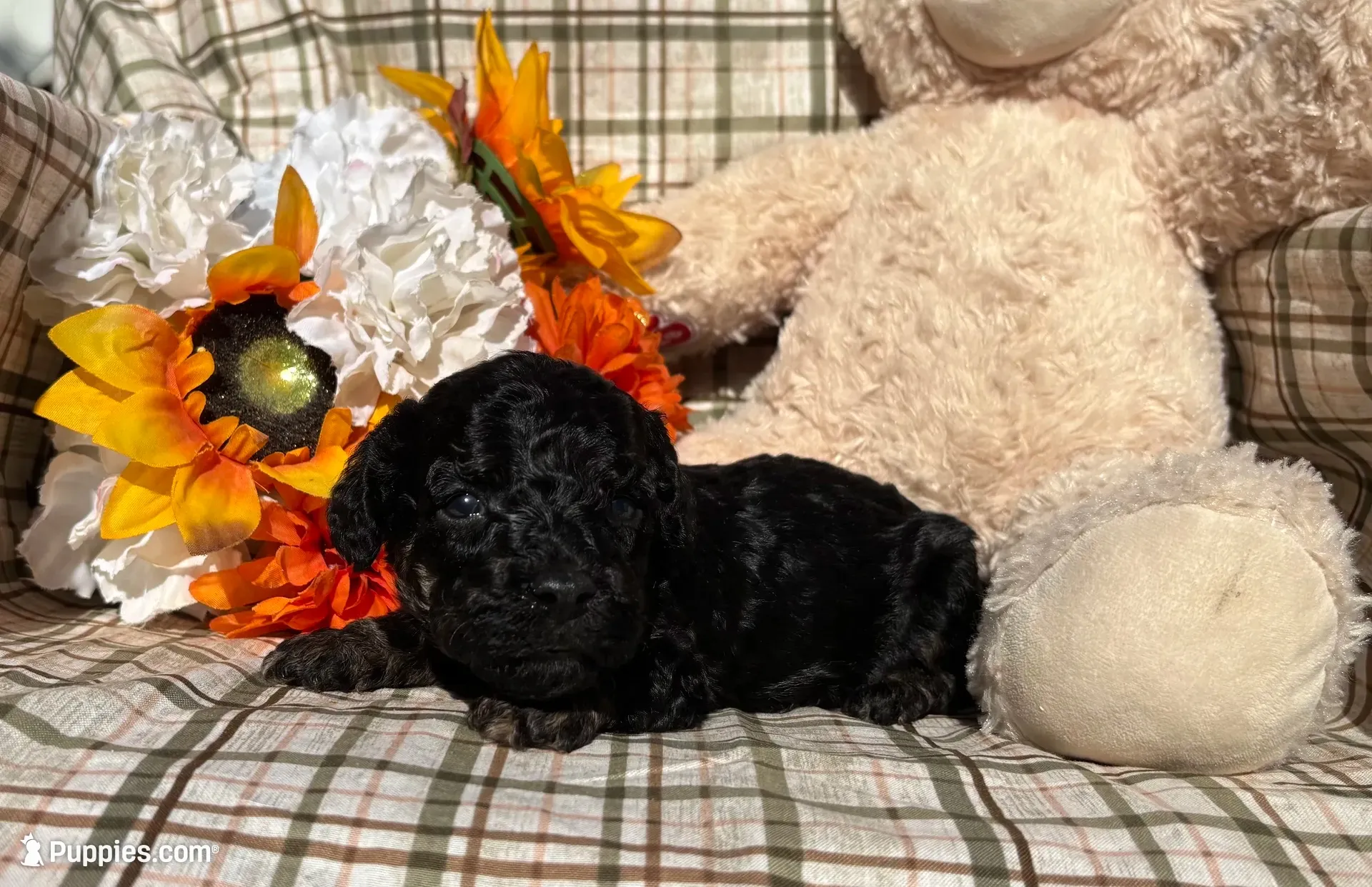Curly, a male Cockapoo for sale in Adair, OK – 1 of 9