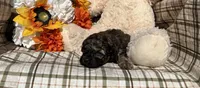Brownie, a female Cockapoo for sale in Adair, OK – 6 of 8