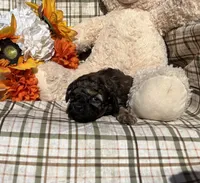 Brownie, a female Cockapoo for sale in Adair, OK – 2 of 8