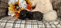 Brownie, a female Cockapoo for sale in Adair, OK – 3 of 8